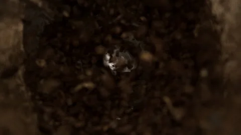 A Slow Motion Shot of Coffee Beans in a Grinder Vídeo Stock 270405385