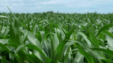 Slow motion shot of corn moving in the wind Видео 52917077