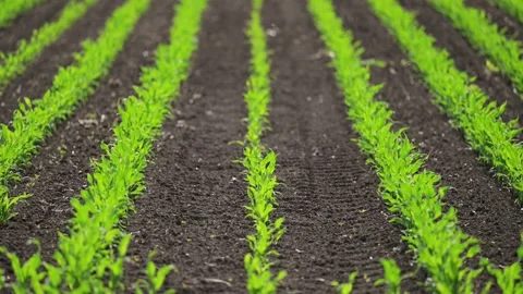 Slow-motion shot of corn sprouts thriving in a well-maintained spring field. Stock Footage 295865588