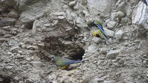 Slow motion shot of a couple of Burrowing Parrots cleaning themselves Stock Footage 239305662