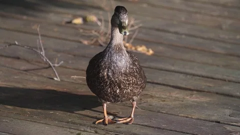 Slow motion shot of curious female duck raising her head. Stock Footage