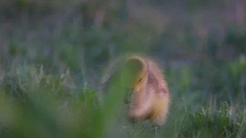 Slow Motion Shot Of Cute Canada Geese Shaking Head While Walking On Green Grassy Stock Footage 234004008