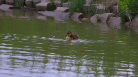 Slow Motion Shot Of Cute Duckling Foraging In Rippled Lake - Arvada, Colorado Stock Footage 234010886