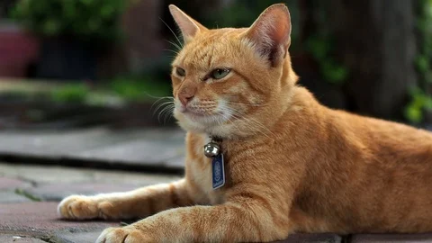Slow motion shot of a cute orange cat laying on the ground Stock Footage 109083860