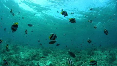 Slow Motion Shot Of Cute Small Fish Swimming Together Undersea - Thulusdhoo, Stock Footage 234076099
