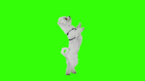 Slow motion shot of a dancing and jumping excited cute dog. Stock Footage