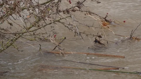 Slow motion shot of debris caught in a tree in a flooded stream Stock Footage 122212327