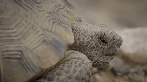 Slow motion shot Desert Tortoise close up Video stock 64666771