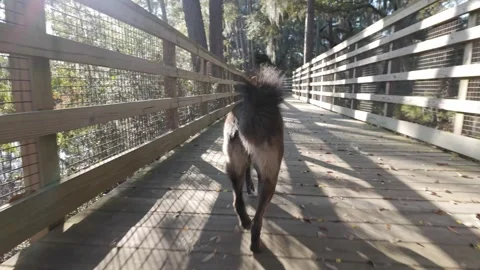Slow motion shot of a dog jogging down a boardwalk in a park. Stock Footage 334728145