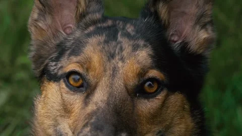 Slow Motion shot of a Dog Looking into the Camera with Golden Eyes Vídeos de archivo 241943085