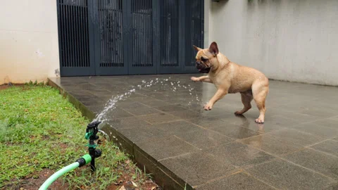 Slow motion shot, dog playfully attack water jet from garden sprinkler Stock Footage 313674226