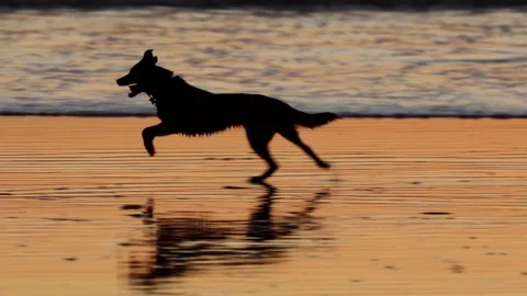 Slow motion shot of a dog playing on the beach Stock-Footage 236341058