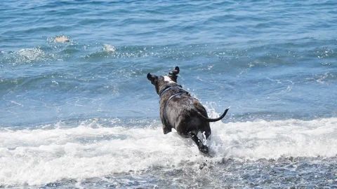 Slow motion shot of dog retrieving stick from ocean water back to his owner	 Stock Footage 122228387