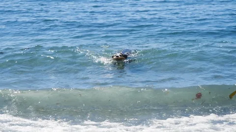 Slow motion shot of dog retrieving stick from ocean water back to his owner	 Stock Footage 122229313