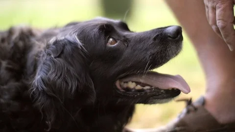 A slow motion shot of a dog staring at its owner Stock Footage 88488730
