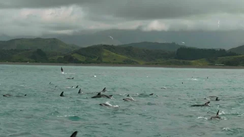 Slow motion shot of dolphins jumping out of water Stock Footage 260369868
