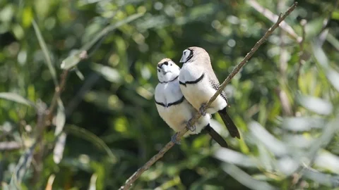 Slow motion shot of a double-barred finch pair kissing in a walking aviary Stock Footage 98330209