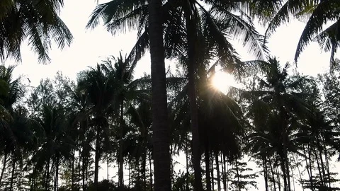 Slow motion shot from drone of silhouette coconut farm with the sunset. Stock Footage 129692933