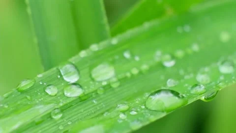 Slow Motion Shot of Droplet Falling from Fresh transparent dew. Morning diffuse Video stock 156338757