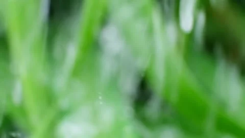 Slow Motion Shot of Droplet Falling from Fresh transparent dew. Morning diffuse Stock Footage 156844025