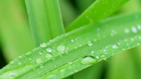 Slow Motion Shot of Droplet Falling from Fresh transparent dew. Morning diffuse Video stock 156868982