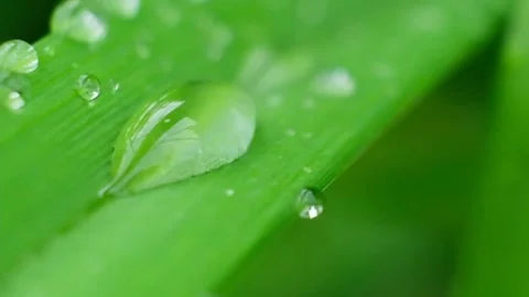 Slow Motion Shot of Droplet Falling from Fresh transparent dew. Morning diffuse Video stock 156902643