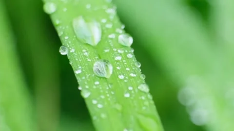 Slow Motion Shot of Droplet Falling from Fresh transparent dew. Morning diffuse Video stock 156902646