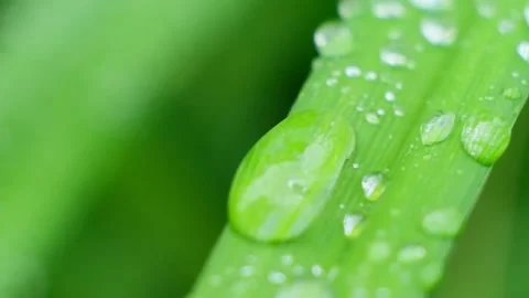 Slow Motion Shot of Droplet Falling from Fresh transparent dew. Morning diffuse Video stock 156956202