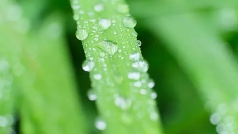 Slow Motion Shot of Droplet Falling from Fresh transparent dew. Morning diffuse Video stock 156964366