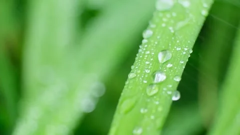Slow Motion Shot of Droplet Falling from Fresh transparent dew. Morning diffuse Video stock 156970953