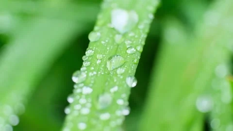 Slow Motion Shot of Droplet Falling from Fresh transparent dew. Morning diffuse Video stock 156978134