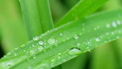 Slow Motion Shot of Droplet Falling from Fresh transparent dew. Morning diffuse Stock Footage 157019706