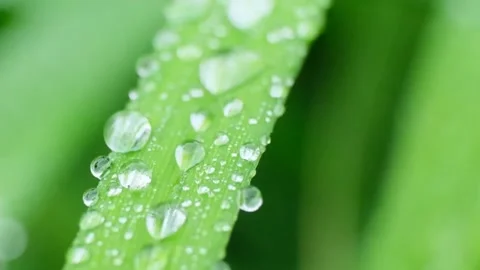 Slow Motion Shot of Droplet Falling from Fresh transparent dew. Morning diffuse Video stock 157019731