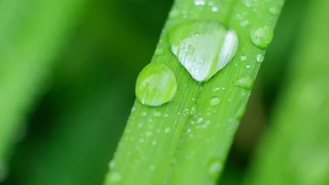 Slow Motion Shot of Droplet Falling from Fresh transparent dew. Morning diffuse Video stock 157062908