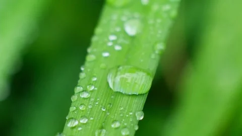 Slow Motion Shot of Droplet Falling from Fresh transparent dew. Morning diffuse Video stock 157361804
