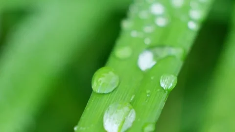 Slow Motion Shot of Droplet Falling from Fresh transparent dew. Morning diffuse Video stock 158203822