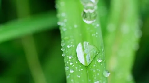 Slow Motion Shot of Droplet Falling from Fresh transparent dew. Morning diffuse Video stock 158355814