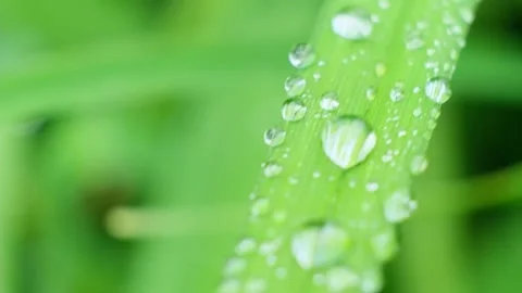 Slow Motion Shot of Droplet Falling from Fresh transparent dew. Morning diffuse Video stock 158704612