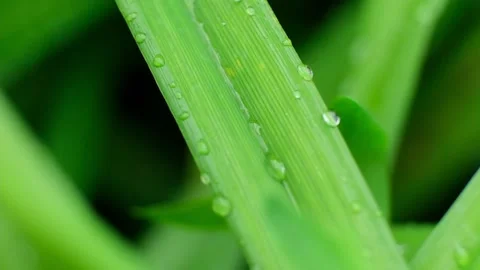 Slow Motion Shot of Droplet Falling from Fresh transparent dew. Morning diffuse Video stock 158769252