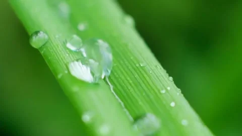 Slow Motion Shot of Droplet Falling from Fresh transparent dew. Morning diffuse Video stock 158907838