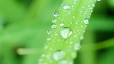 Slow Motion Shot of Droplet Falling from Fresh transparent dew. Morning diffuse Video stock 159010266