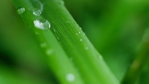Slow Motion Shot of Droplet Falling from Fresh transparent dew. Morning diffuse Video stock 159054101