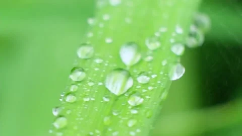Slow Motion Shot of Droplet Falling from Fresh transparent dew. Morning diffuse Video stock 159081758
