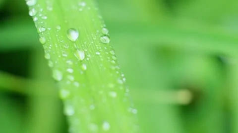 Slow Motion Shot of Droplet Falling from Fresh transparent dew. Morning diffuse Video stock 159152892