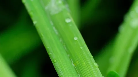 Slow Motion Shot of Droplet Falling from Fresh transparent dew. Morning diffuse Video stock 159192735