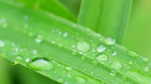 Slow Motion Shot of Droplet Falling from Fresh transparent dew. Morning diffuse Video stock 159206128