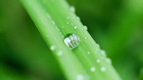 Slow Motion Shot of Droplet Falling from Fresh transparent dew. Morning diffuse Video stock 159273088