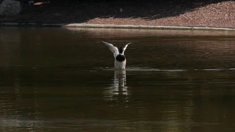 A slow motion shot of a duck beating its wings on a pond in Vienna Stock Footage 136193543