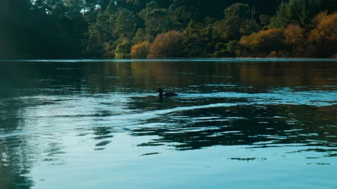 Slow-motion shot of Duck floating on a river Stock Footage 250139856