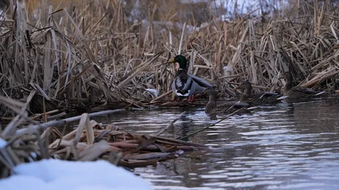 Slow motion shot of ducks bathing and shaking water off their backs	 Vídeos de archivo 122228980